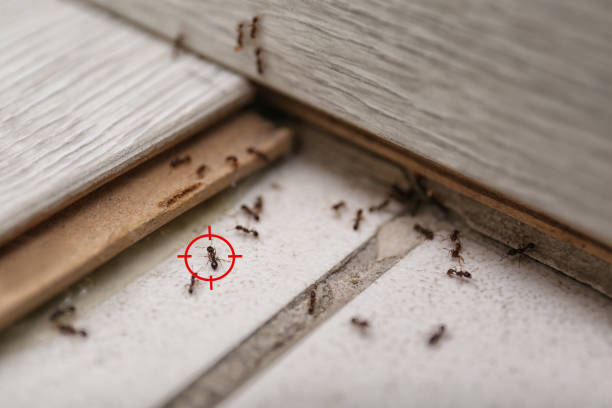 Best Mosquito Control Services  in Syracuse, NY