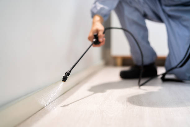 Best Flea Control Services  in Syracuse, NY